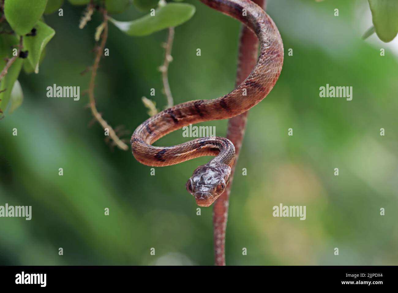 Close-Up of a many-spotted cat snake hanging upside down, Indonesia Stock Photo