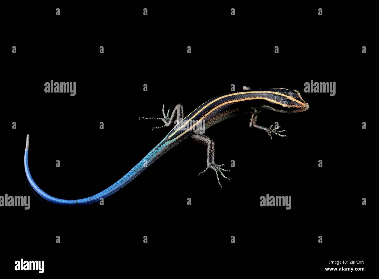 Close-up of a blue tail skink (Cryptoblepharus egeriae) against a black background Stock Photo
