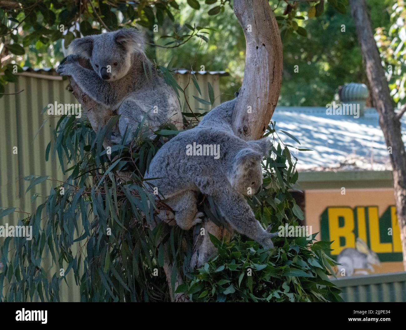 A pair of Koalas ( Phascolarctos cinereus) on a tree in Sydney, NSW, Australia (Photo by Tara Chand Malhotra) Stock Photo