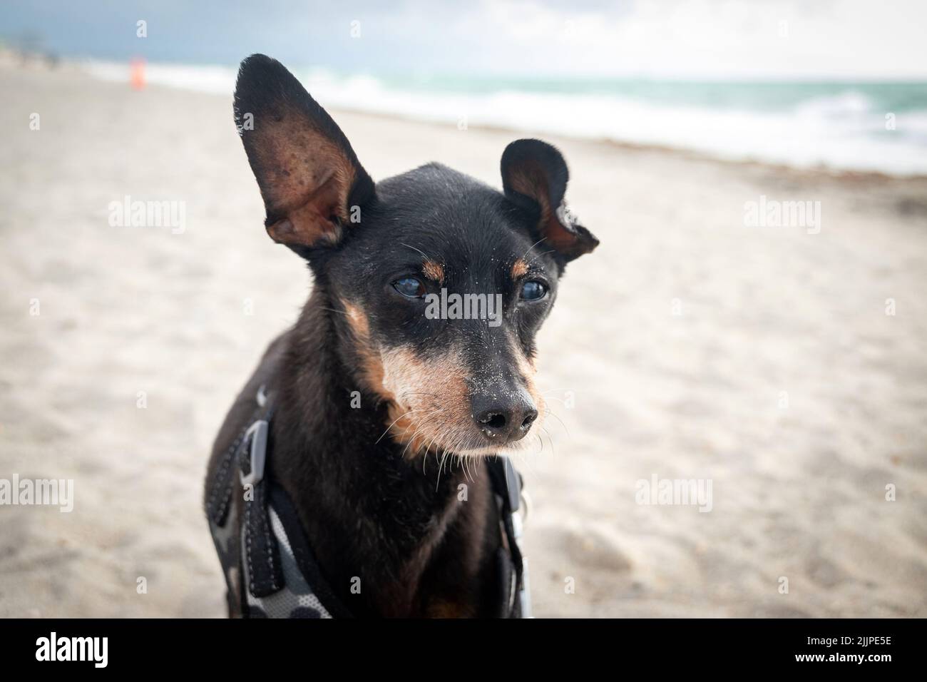 Tired old black male pinscher dog at the dog beach in Hollywood Beach Florida USA Stock Photo