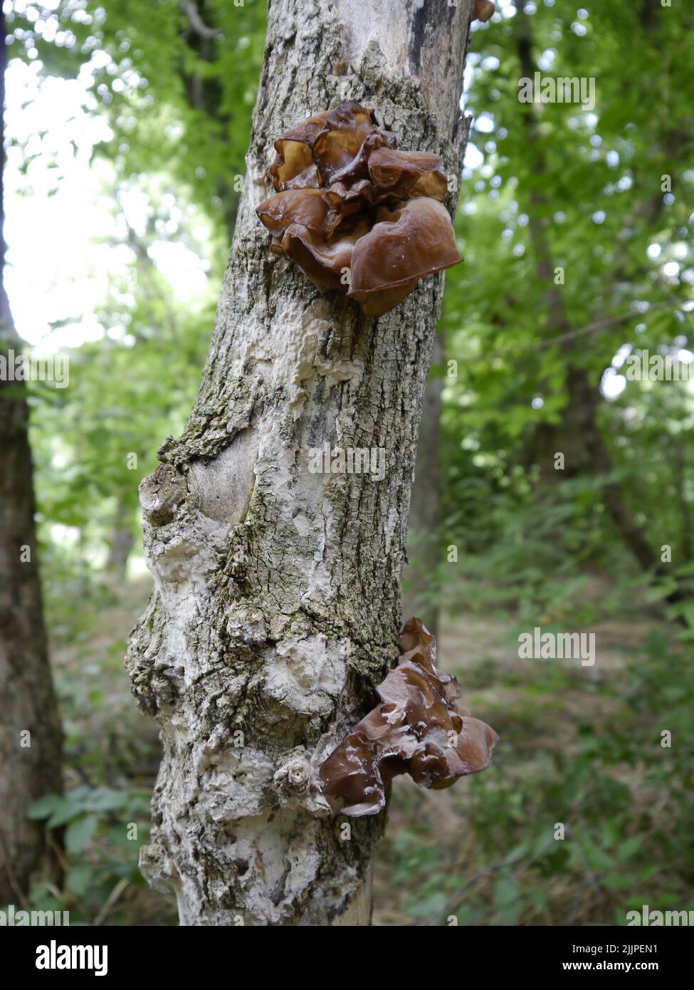 A vertical shot of wood ear fungus growing on a maple tree in Missouri Stock Photo