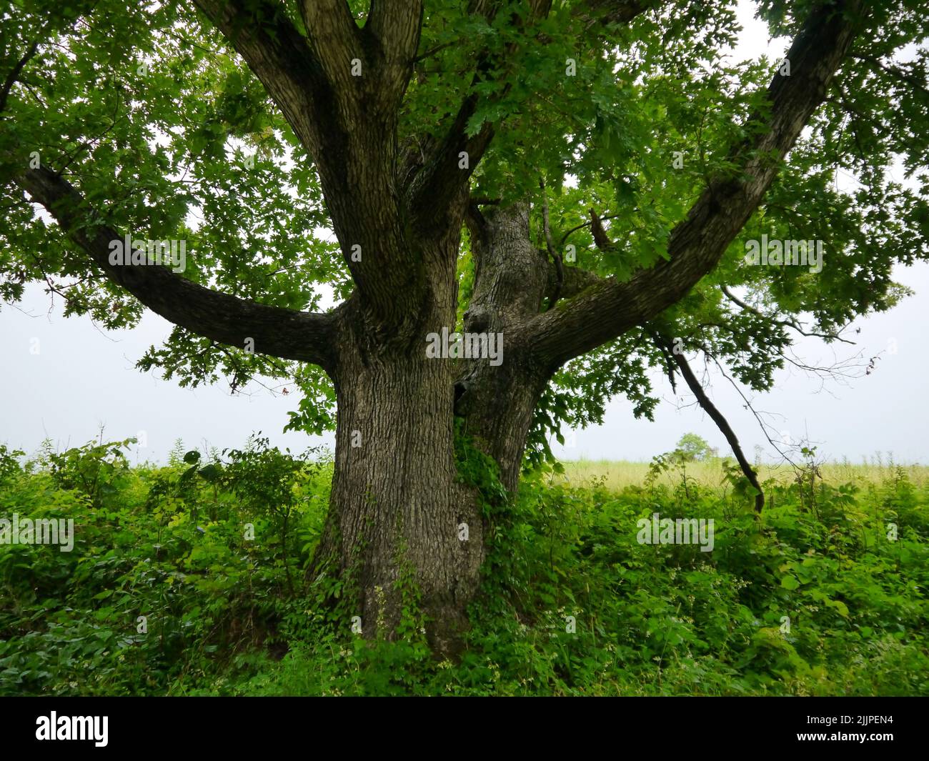 A Burr Oak tree growing in a rural area in Missouri in the summertime