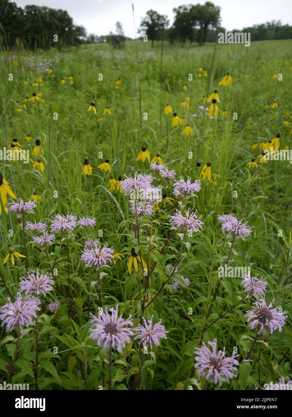 A vertical shot of wild Bergamot and Black-eyed Susan wildflowers growing on the prairie in Missouri Stock Photo