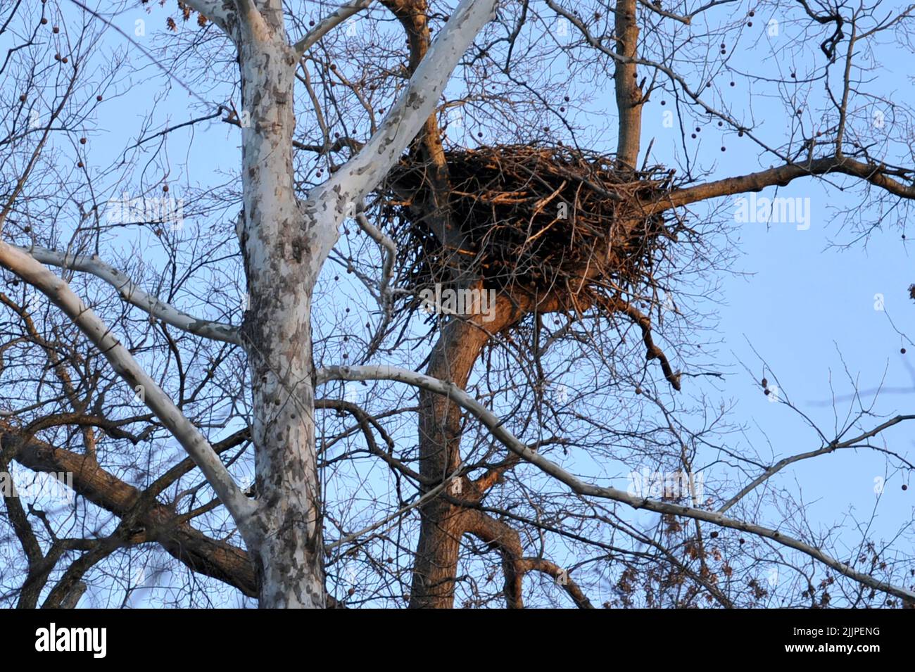 A low angle shot of a Bald Eagles nest during the winter in Missouri