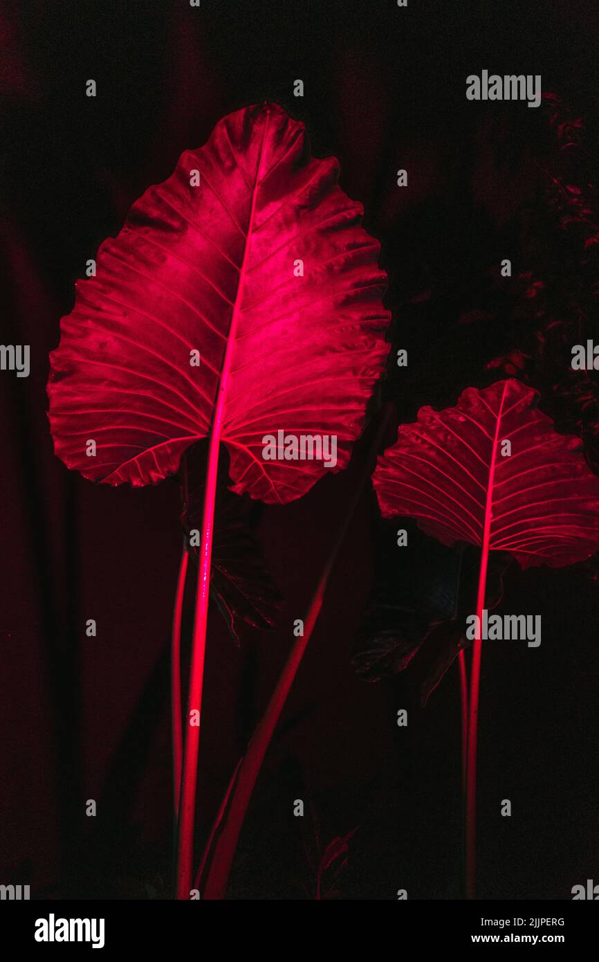 A vertical shot of palm tree leaves under the neon red lights Stock Photo