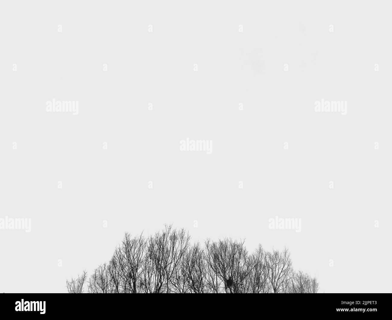 Top part of the tree Black and White Stock Photos & Images - Alamy
