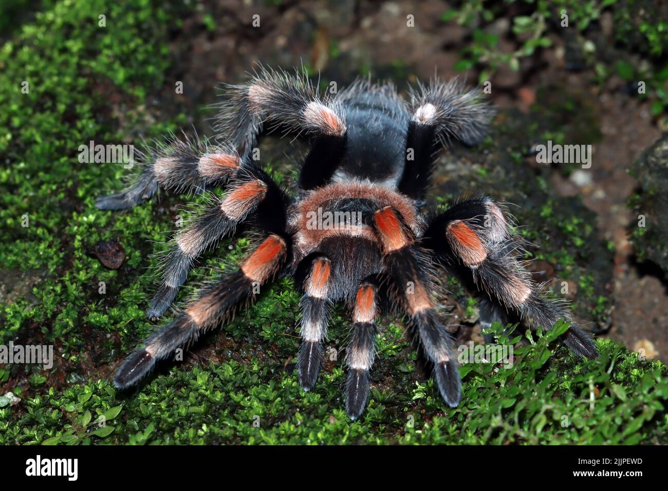 Close-Up of a Mexican Red Knee Tarantula on moss, Indonesia Stock Photo