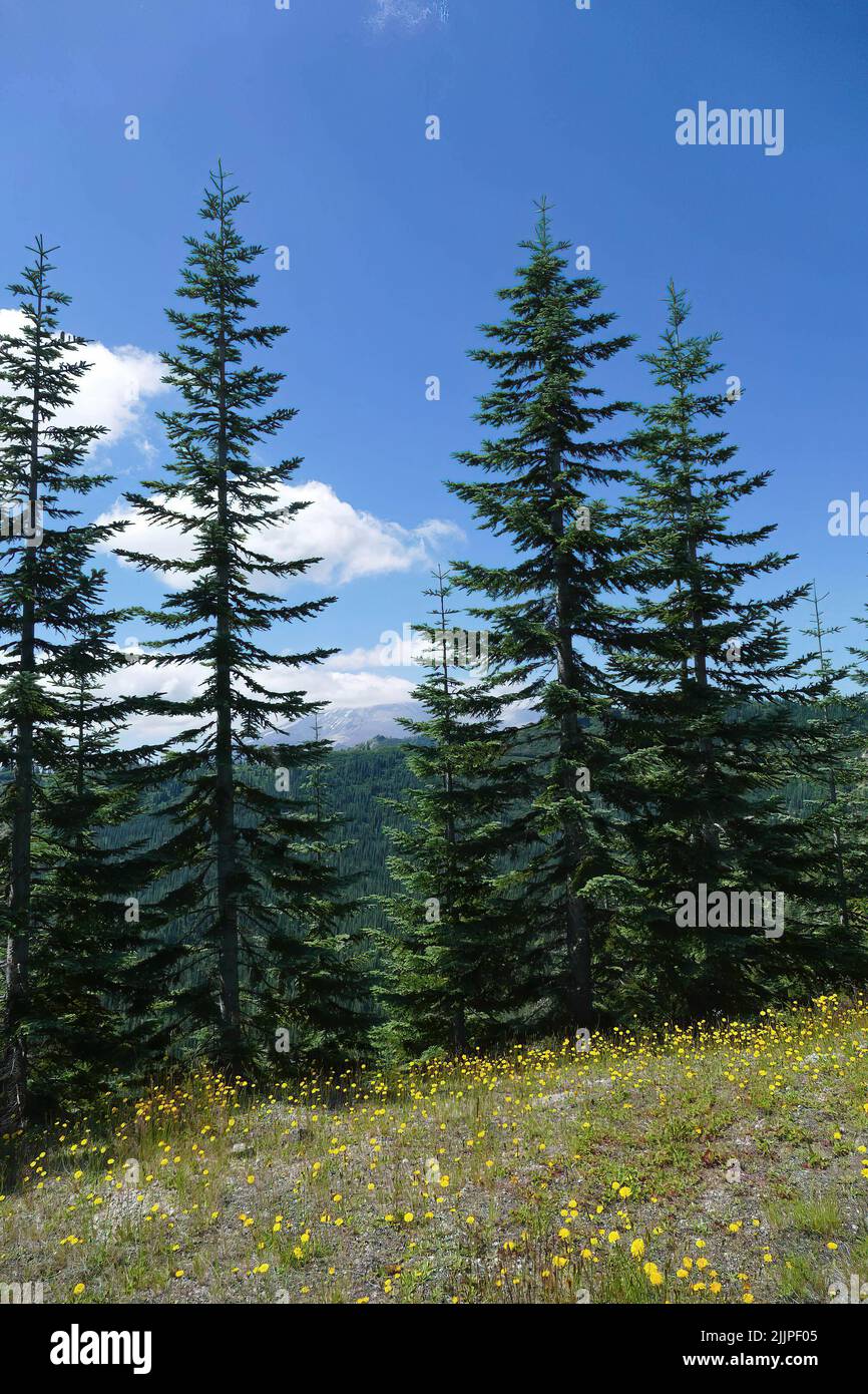 A natural view of tall pine trees in Eastern Washington, USA under a