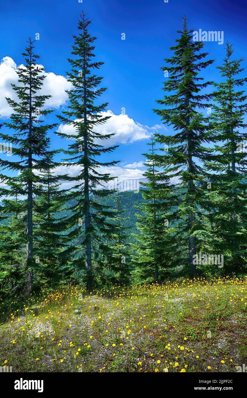 A closeup of tall green trees on a hill in Eastern Washington Stock Photo