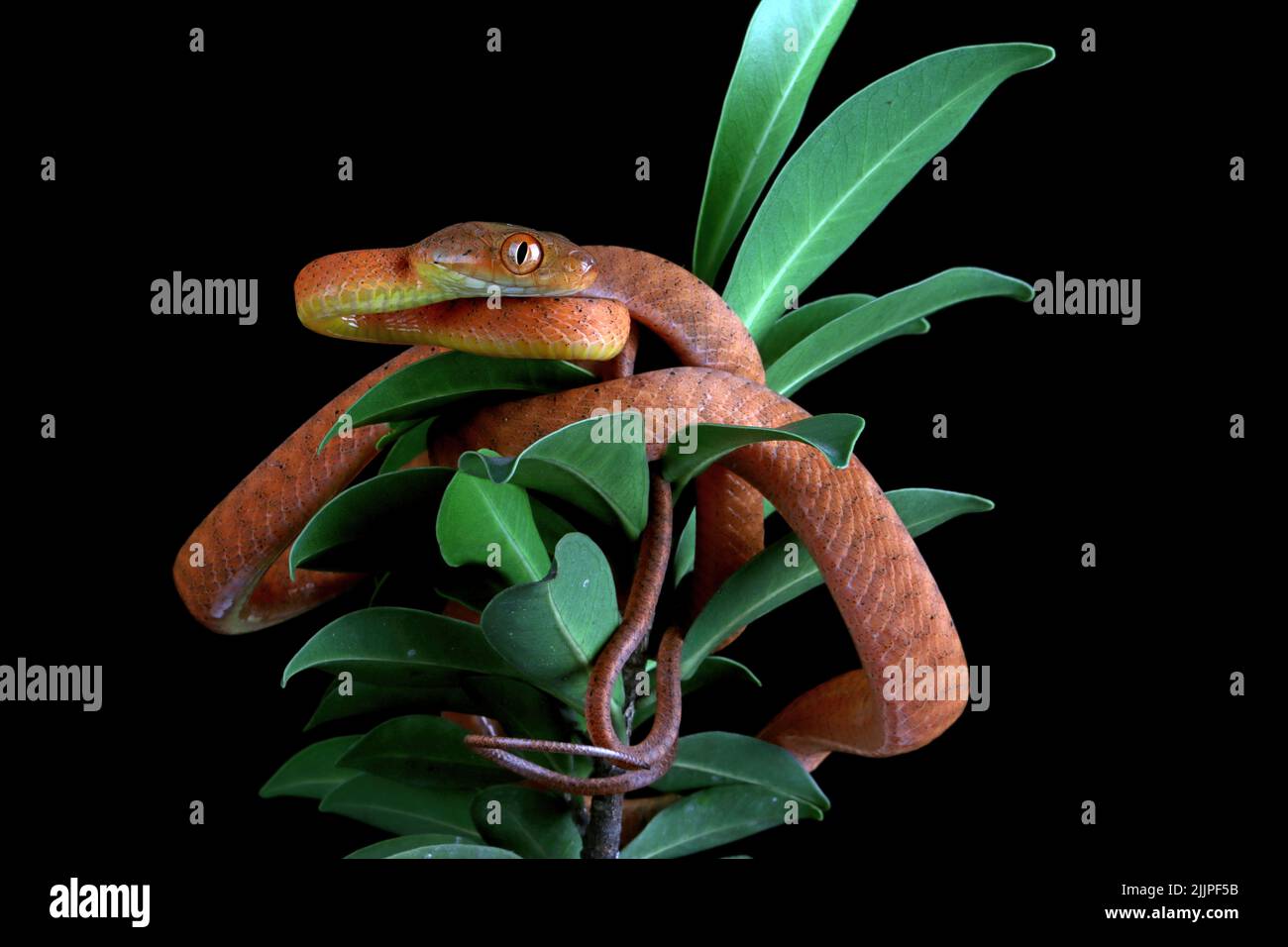 Close-up of a red boiga snake on a plant, Indonesia Stock Photo