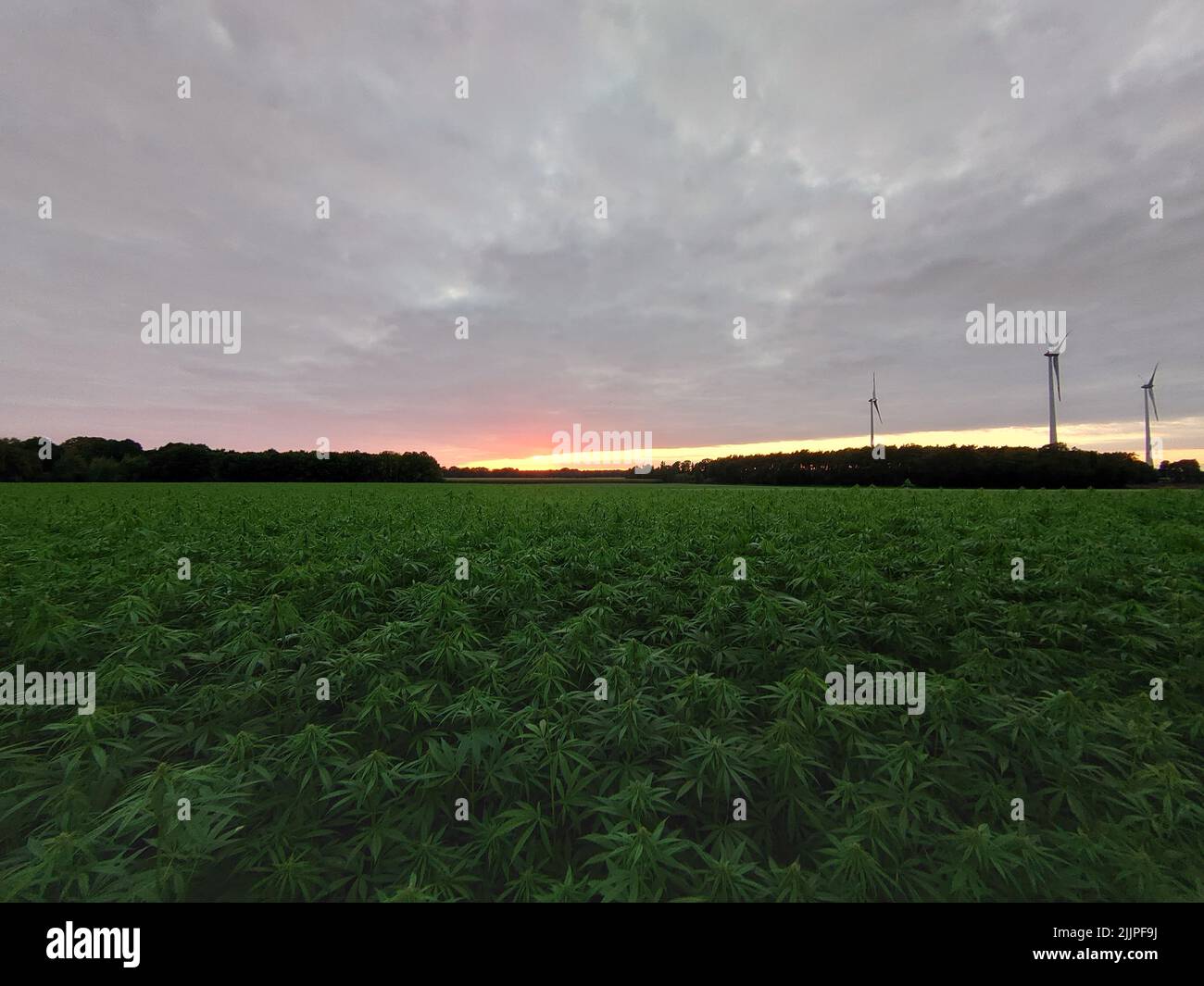 A scenic view of a field with green cannabis plants in sunset background in Germany Stock Photo