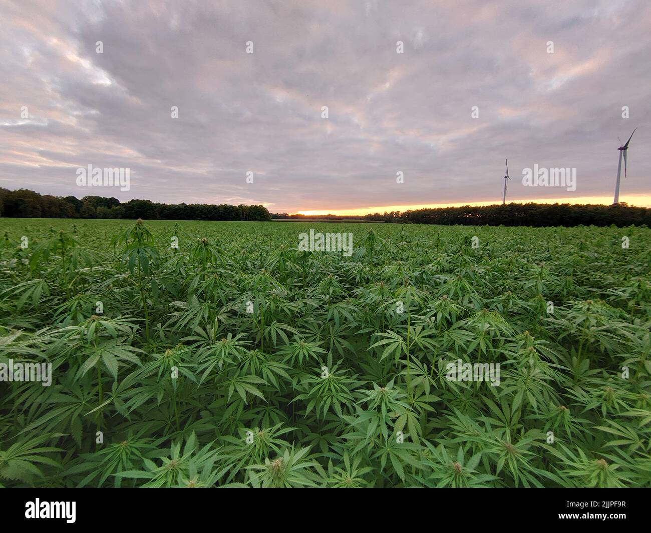 A scenic view of a field with green cannabis plants in sunset background in Germany Stock Photo