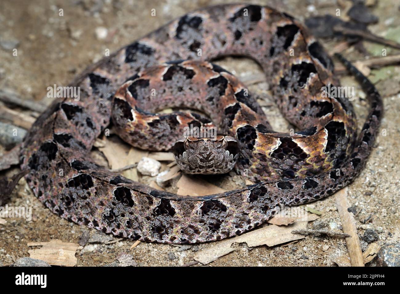 Close-Up of a pit viper snake on dry leaves, Indonesia Stock Photo