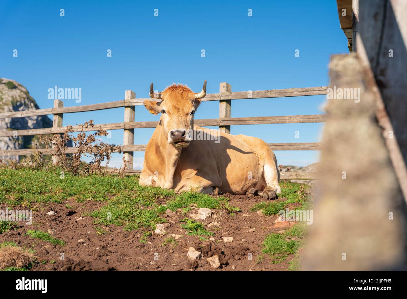 A brown cow sitting in a field next to a wooden fence Stock Photo