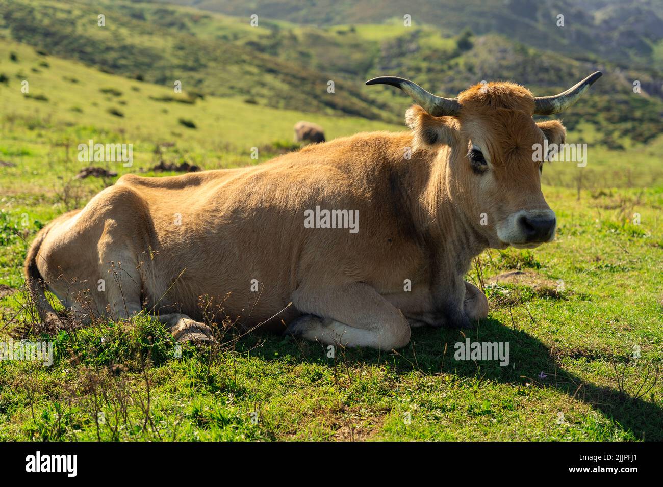 A closeup of a brown cow sitting in a field on a sunny day Stock Photo