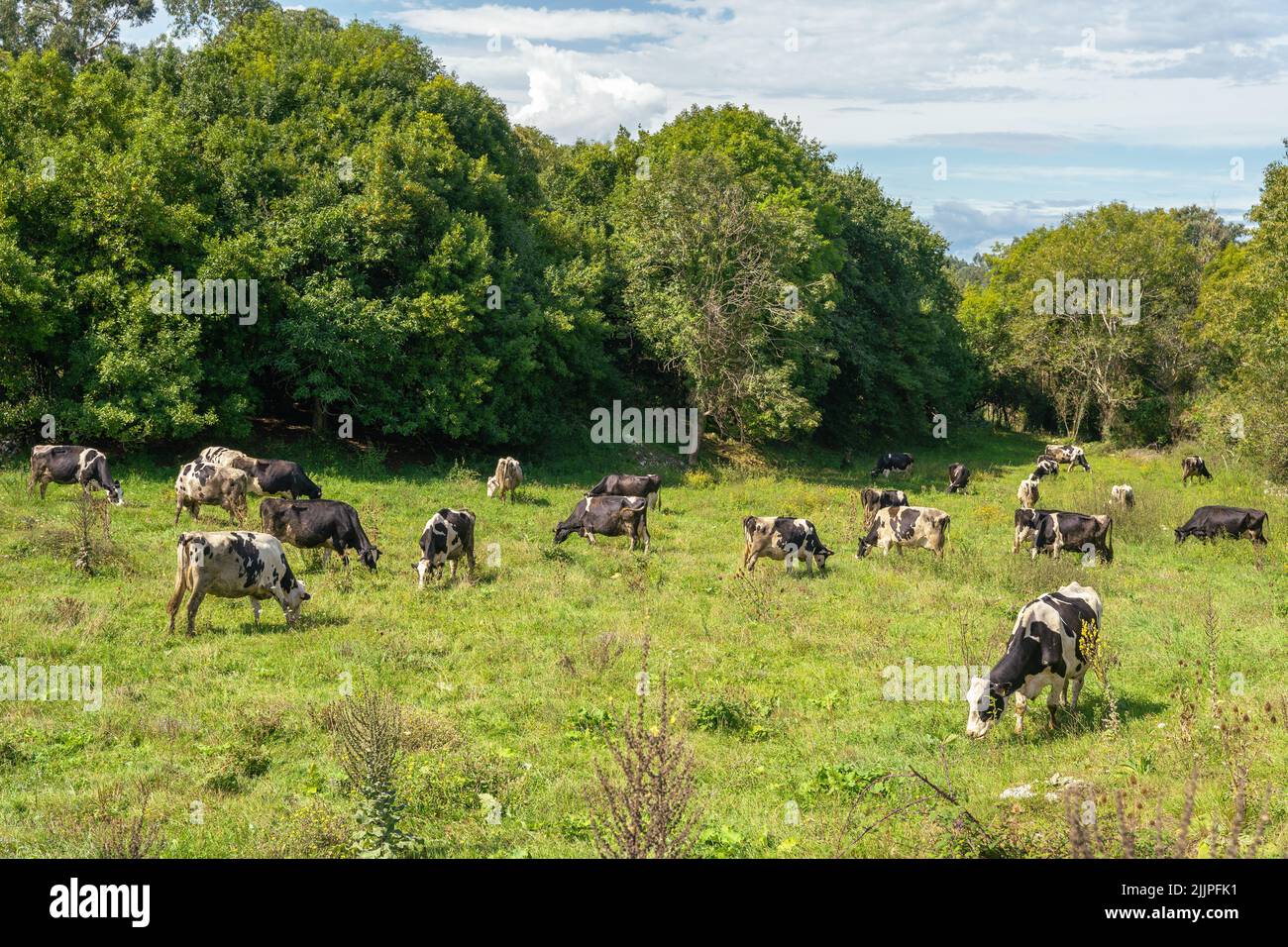 Black cows eating grass in hi-res stock photography and images - Alamy