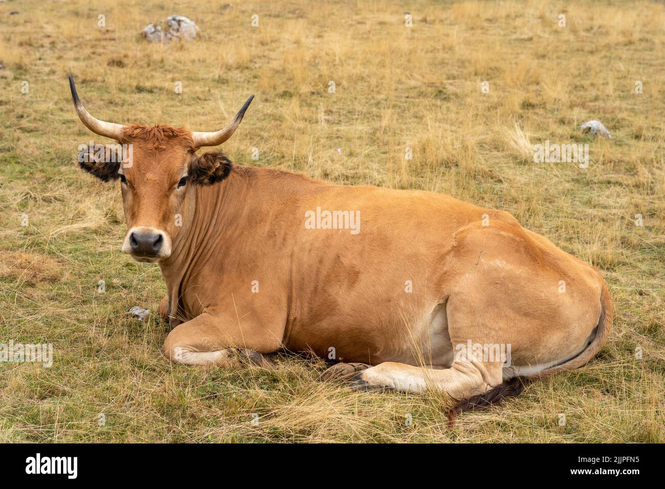 A brown cow sitting in a field during daytime Stock Photo