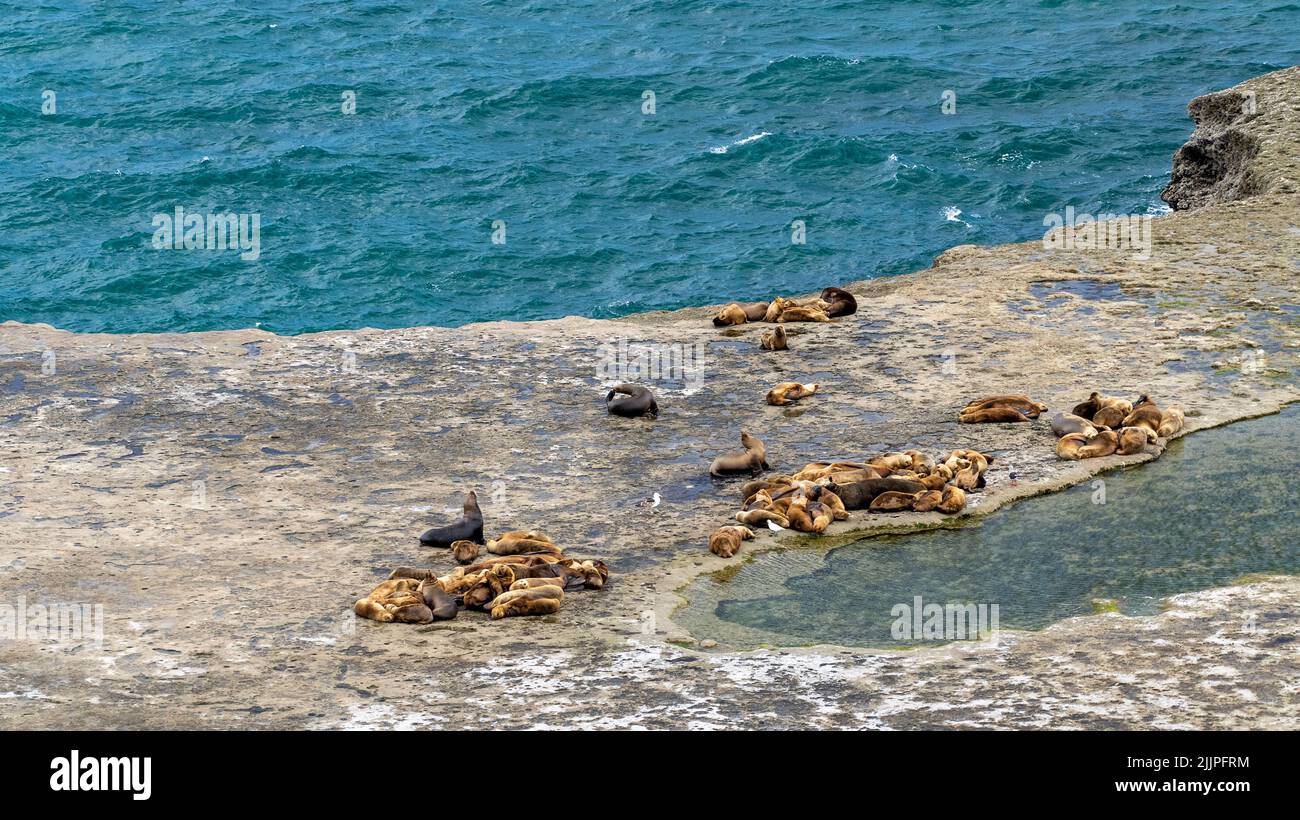 An aerial shot of a colony of sealions on a flat rock shore with calm waters at sea Stock Photo