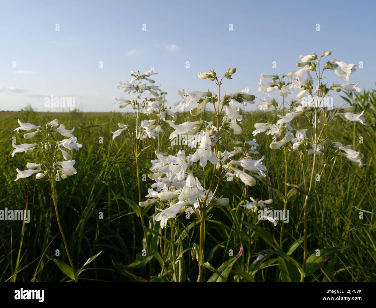 A shallow focus of a White Wild Indiglo growing on the prairie in Missouri Stock Photo