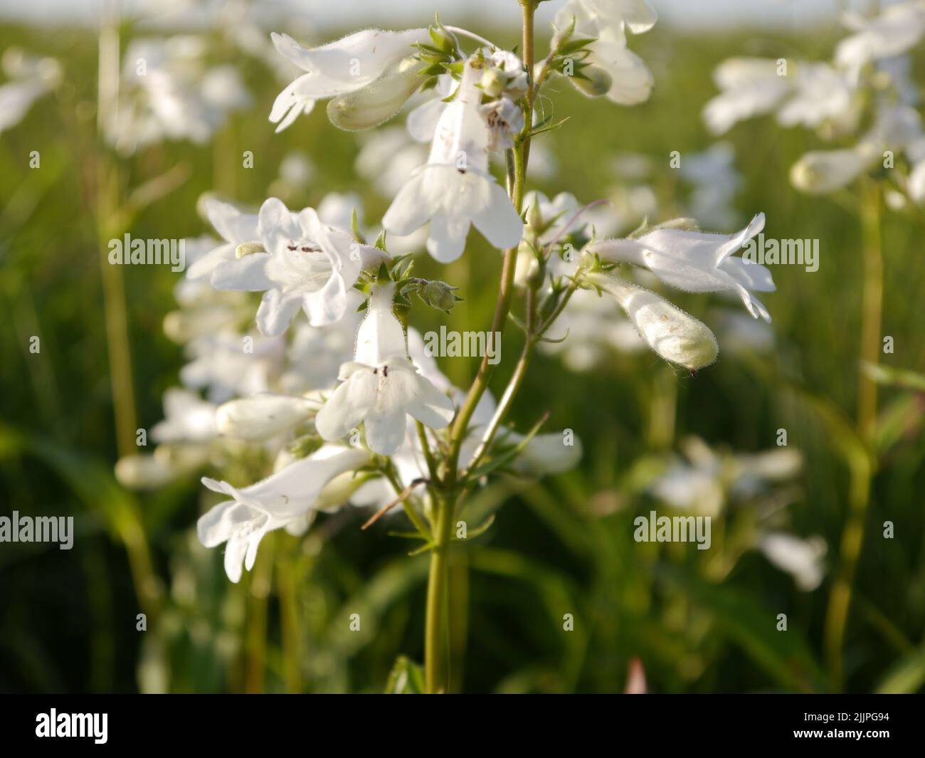 A Shallow focus of a White Wild Indiglo growing on the prairie in Missouri Stock Photo
