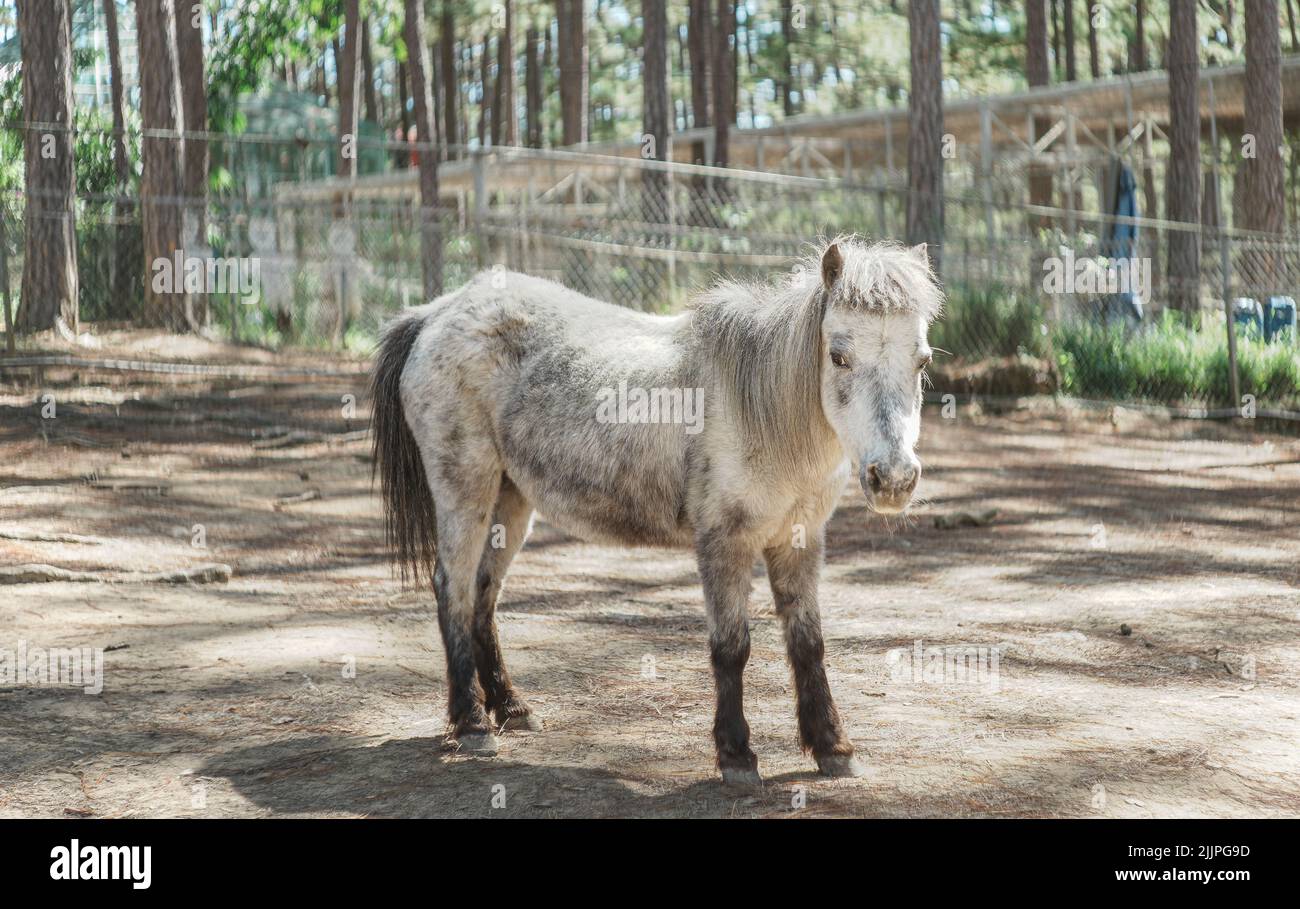 A beautiful shot of a white and gray pony standing in its enclosure at the zoo in bright sunlight Stock Photo