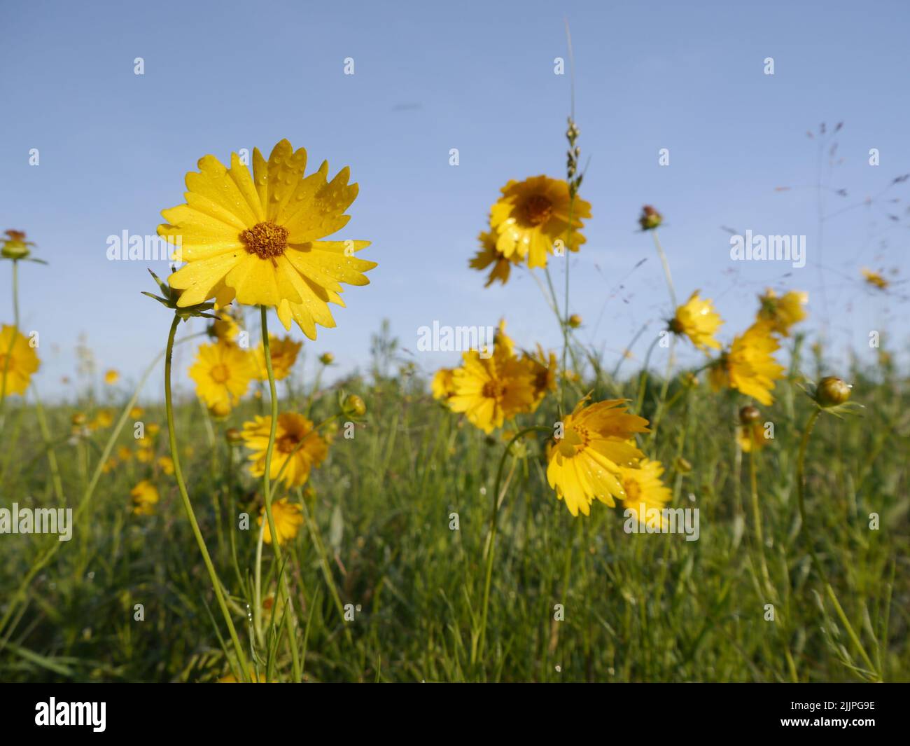 A closeup of yellow Tickseed Coreopsis wildflowers growing on the prairie in Missouri Stock Photo
