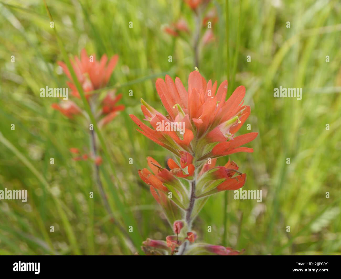 A shallow focus of Indian Paintbrush wildflowers growing on the prairie in Missouri Stock Photo