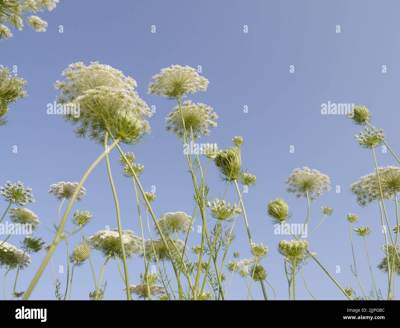A Queen Anne's Lace growing on the Missouri prairie in the summertime Stock Photo
