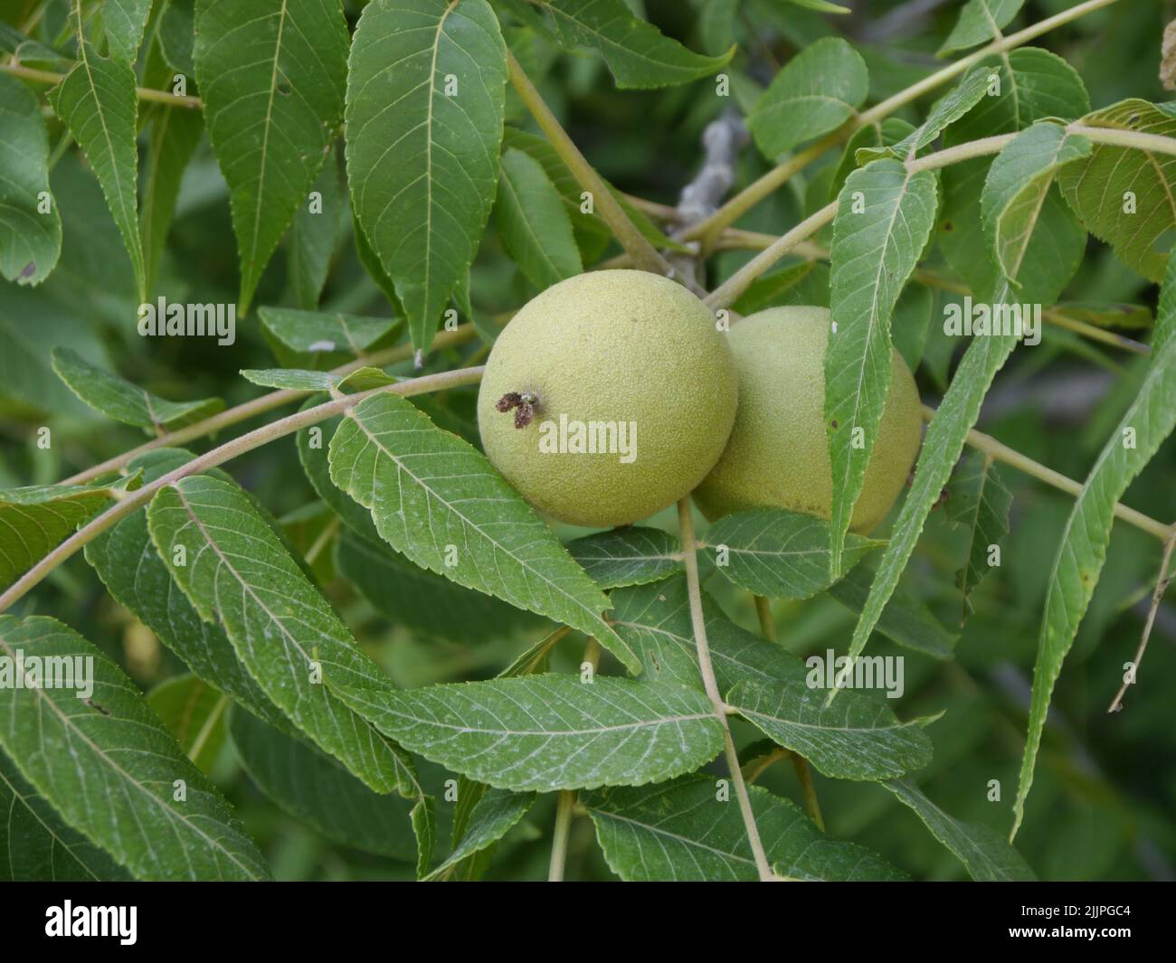 A Black Walnuts growing on the tree in Missouri in the summertime Stock