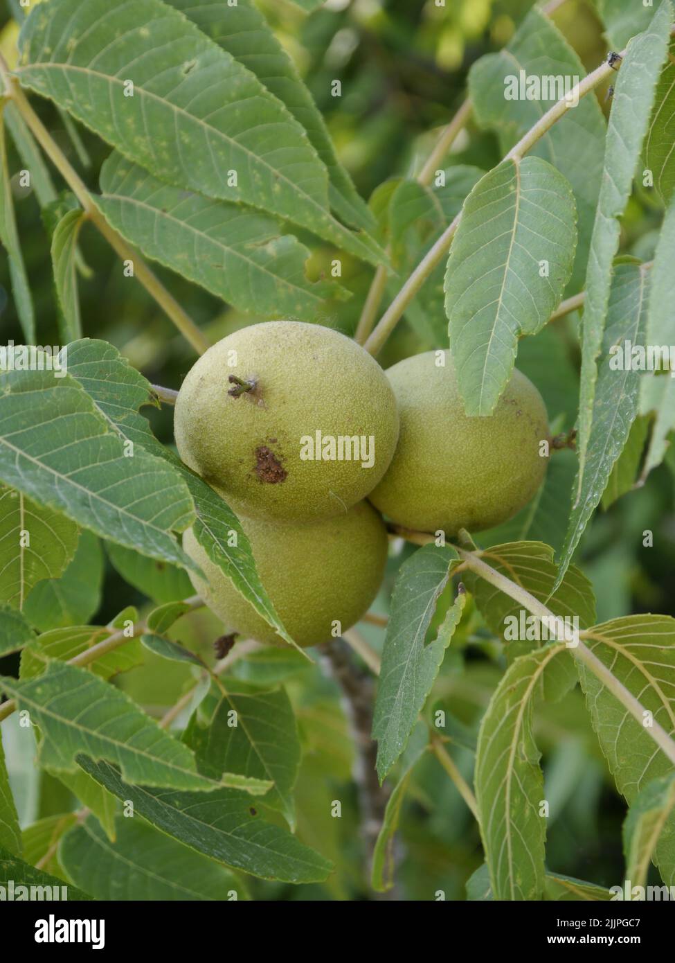 A Black Walnuts growing on the tree in Missouri in the summertime Stock