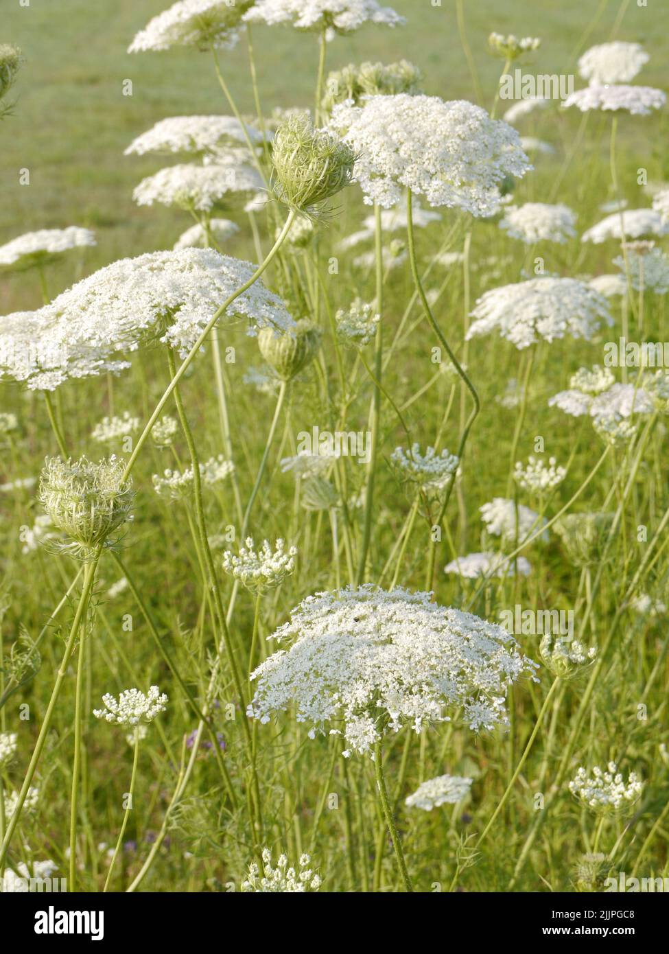 A Queen Anne's Lace growing on the Missouri prairie in the summertime Stock Photo