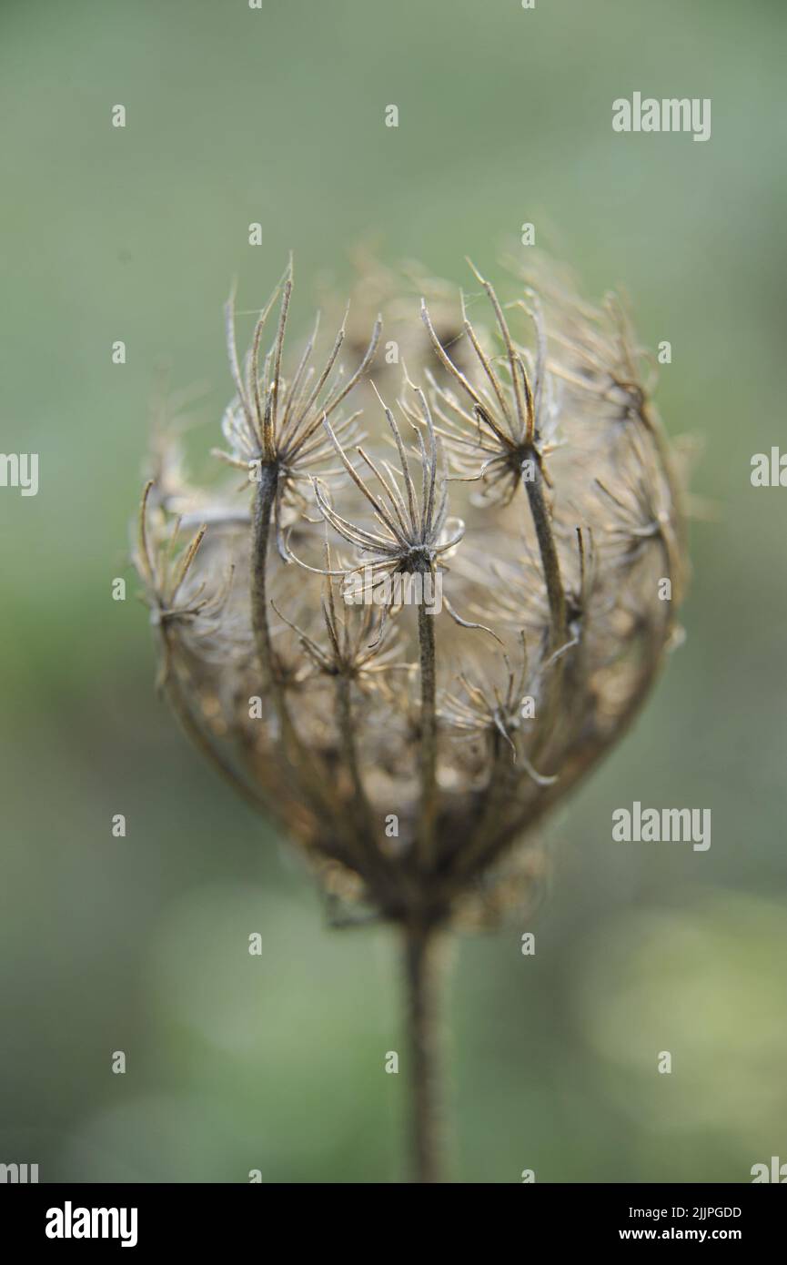A Queen Anne's Lace seed head during the winter in Missouri Stock Photo