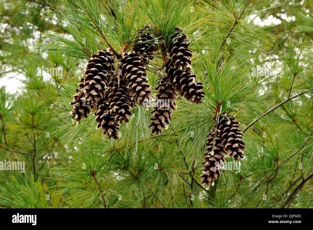 A Loblolly Pinecones on the tree in Missouri Stock Photo