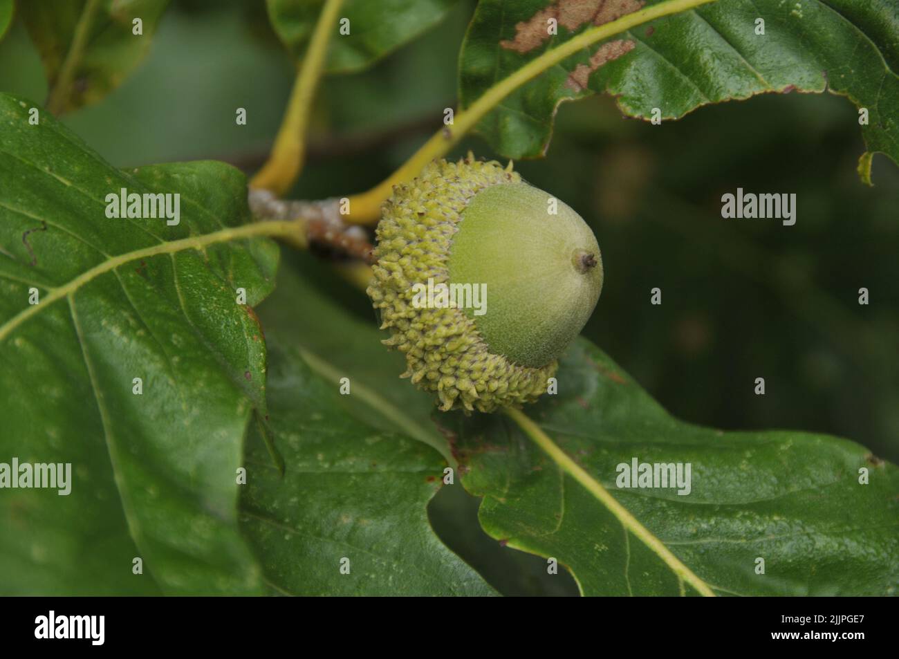 Burr oak acorn hires stock photography and images Alamy