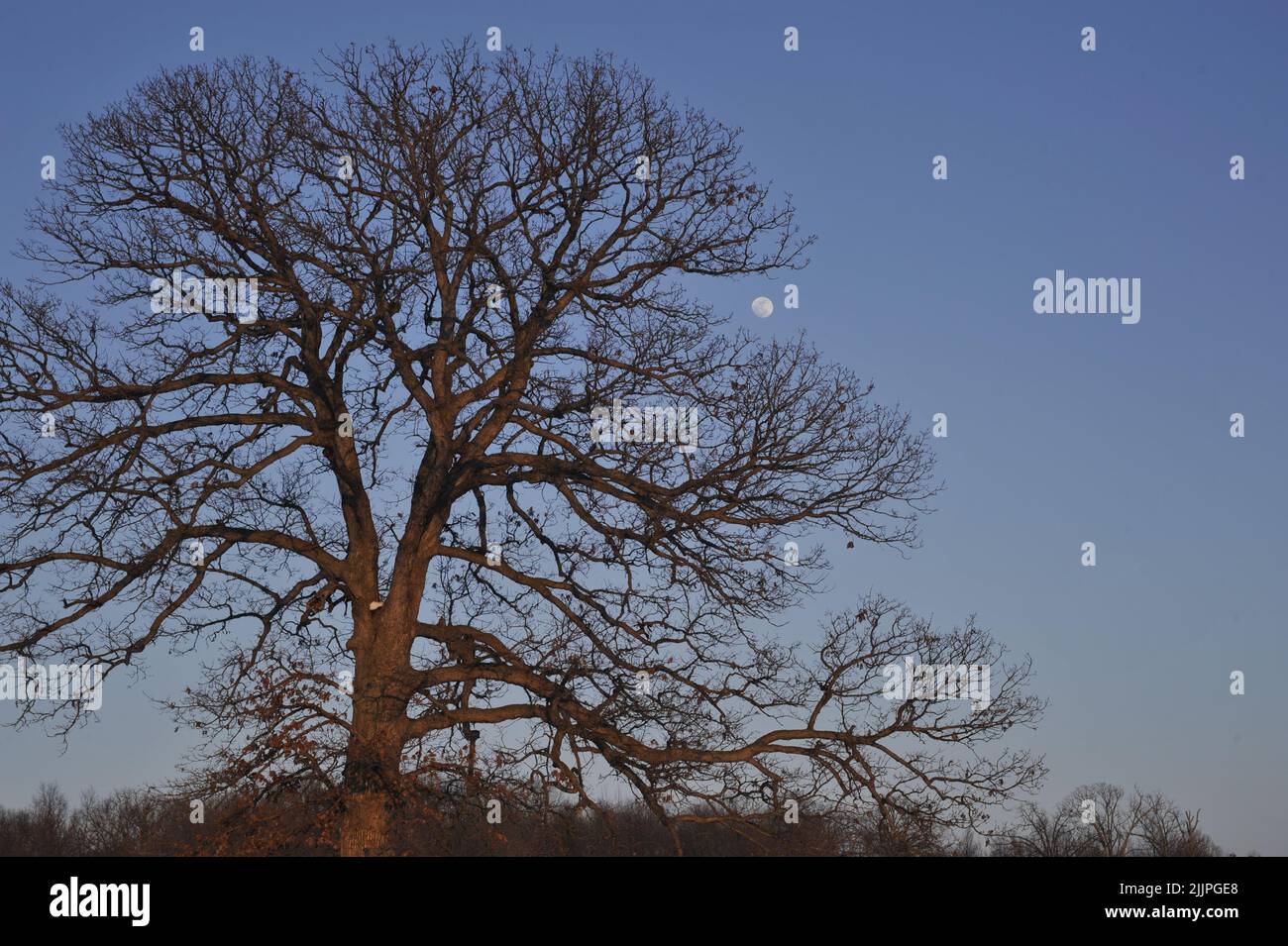 A Burr Oak tree at dusk with the moon rising in Missouri Stock Photo