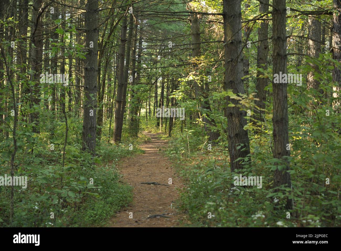 A hiking trail through a stand of shortleaf pine trees in Missouri ...