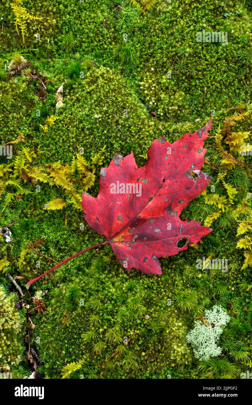 A colorful maple leaf rests on a bed of moss in the woods in Missouri Stock Photo