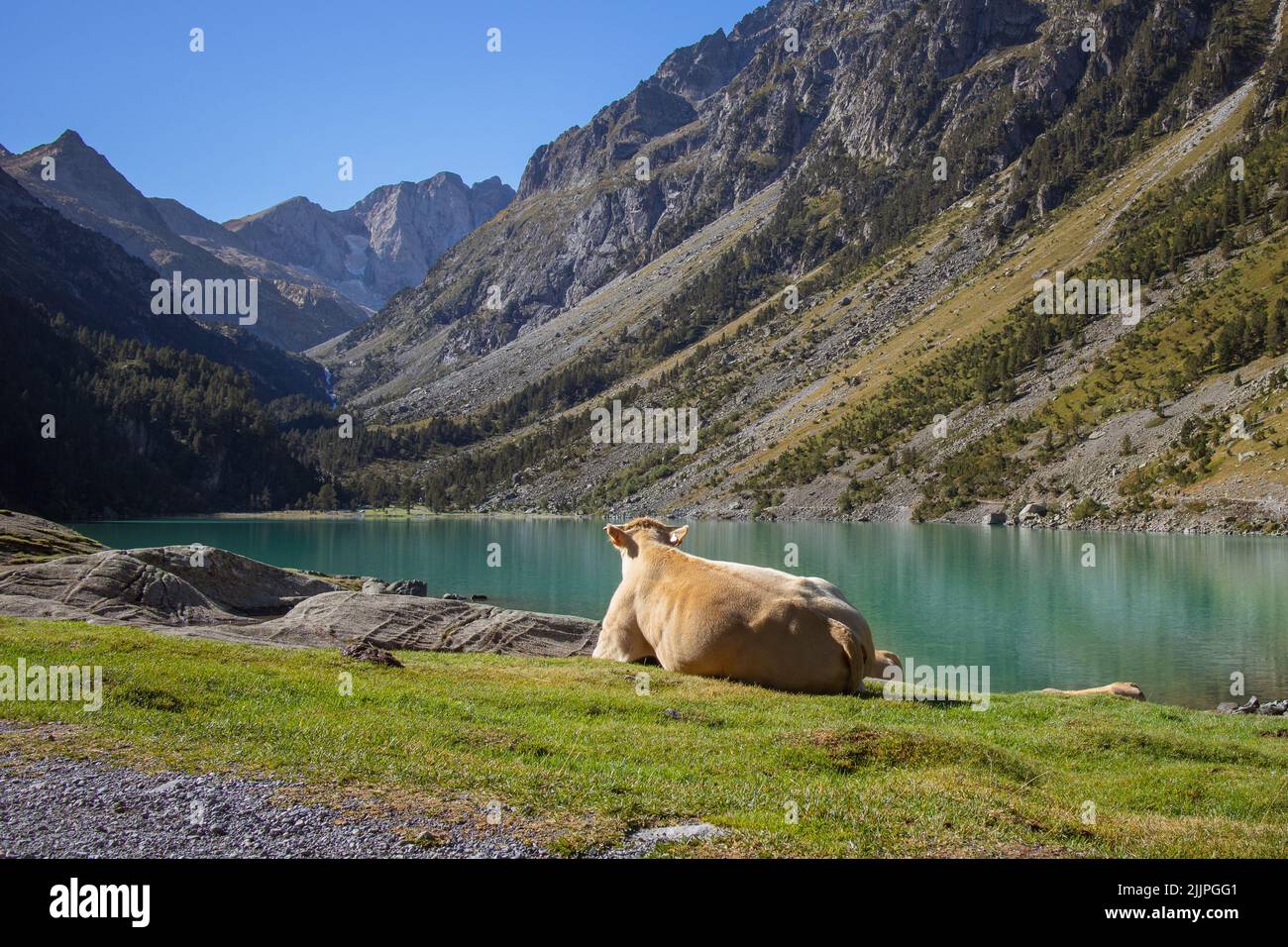 A cow lying by the Gaube lake in France Stock Photo