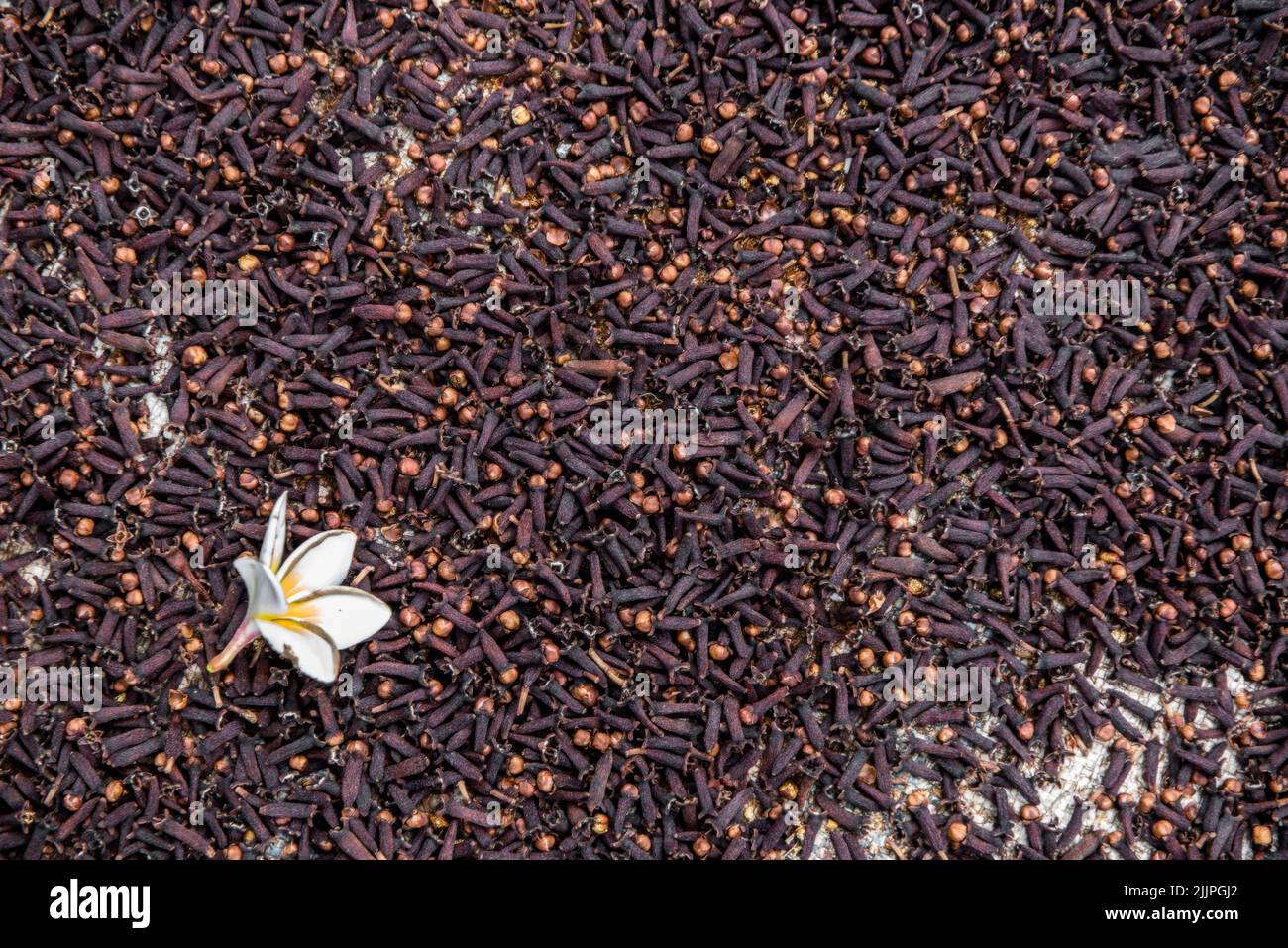 Overhead view of a jasmine flower on cloves drying in the sun, Maluku