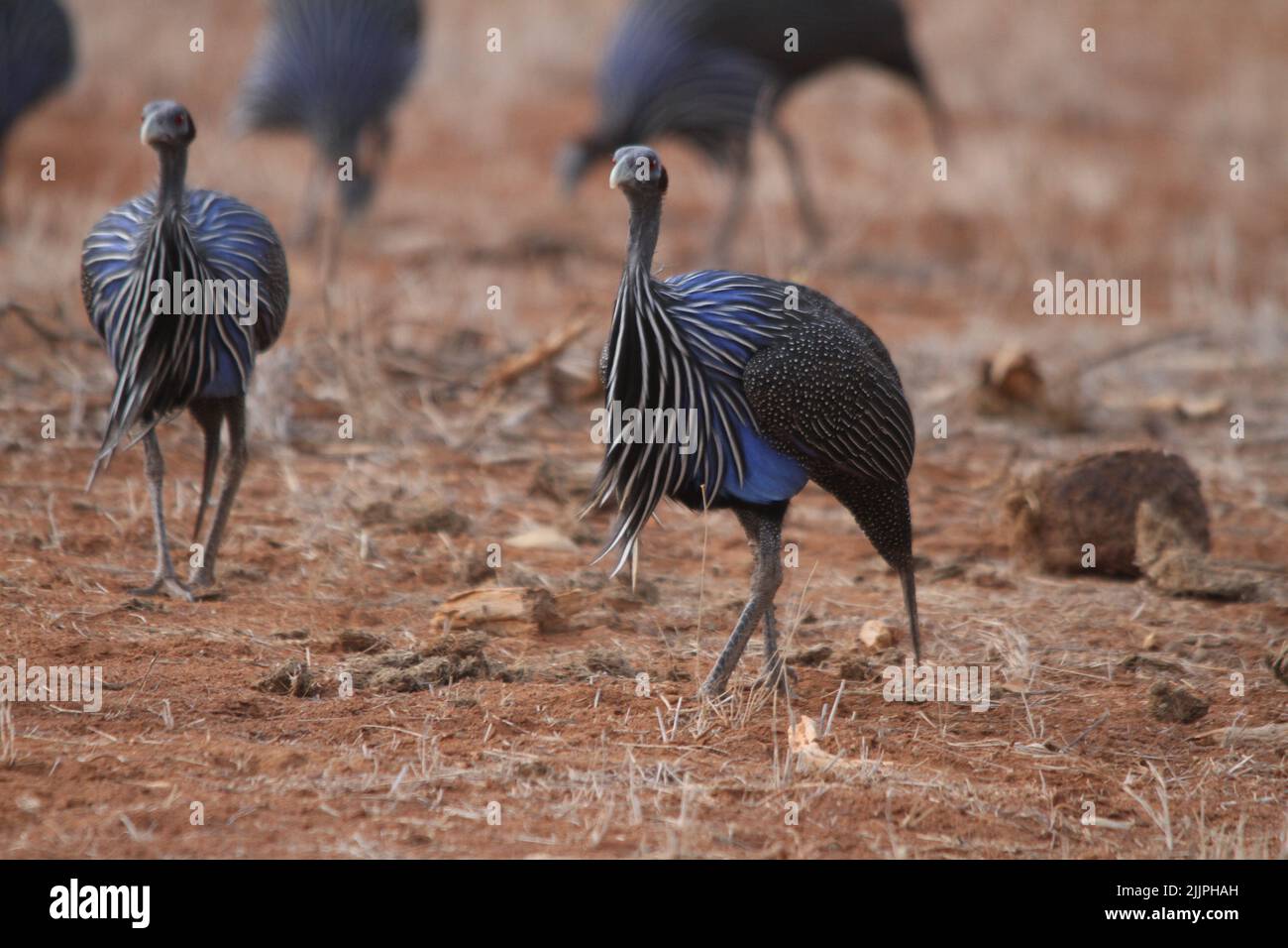 The Vulture guinea fowl in a field on blurred background Stock Photo