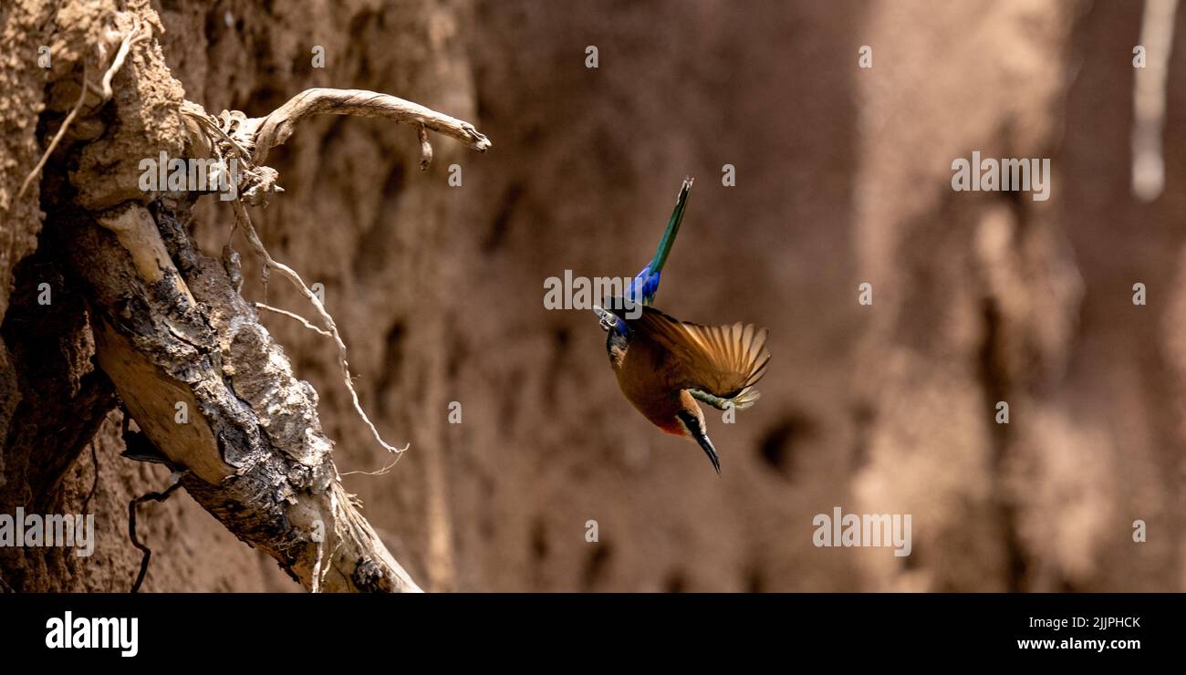 A shallow focus shot of a White-fronted bee-eater bird flying near old tree branches Stock Photo