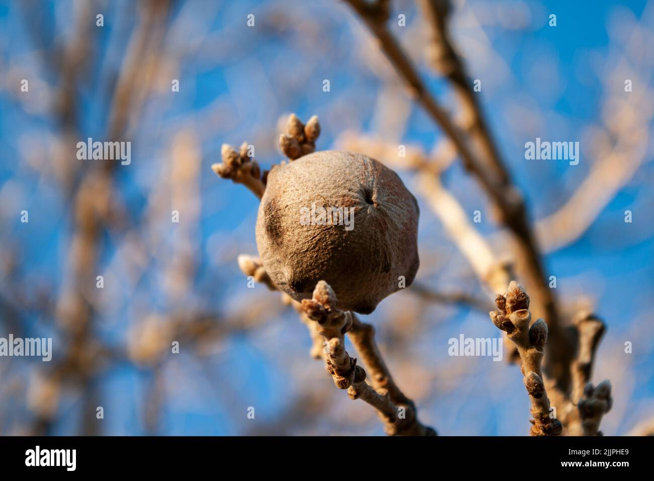 A shallow focus of an oak apple Stock Photo
