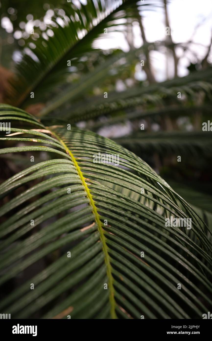 A closeup of an exotic cycas leaf in the botanical garden of Iasi Stock Photo