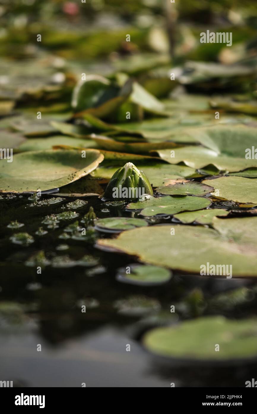 A shallow focus shot of a bud of a water lily and lily pads floating on water surface on a sunny day Stock Photo