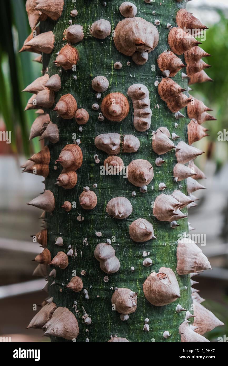 A vertical closeup of prickles of floss silk tree, Ceiba speciosa. Botanical Garden of Iasi, Romania. Stock Photo