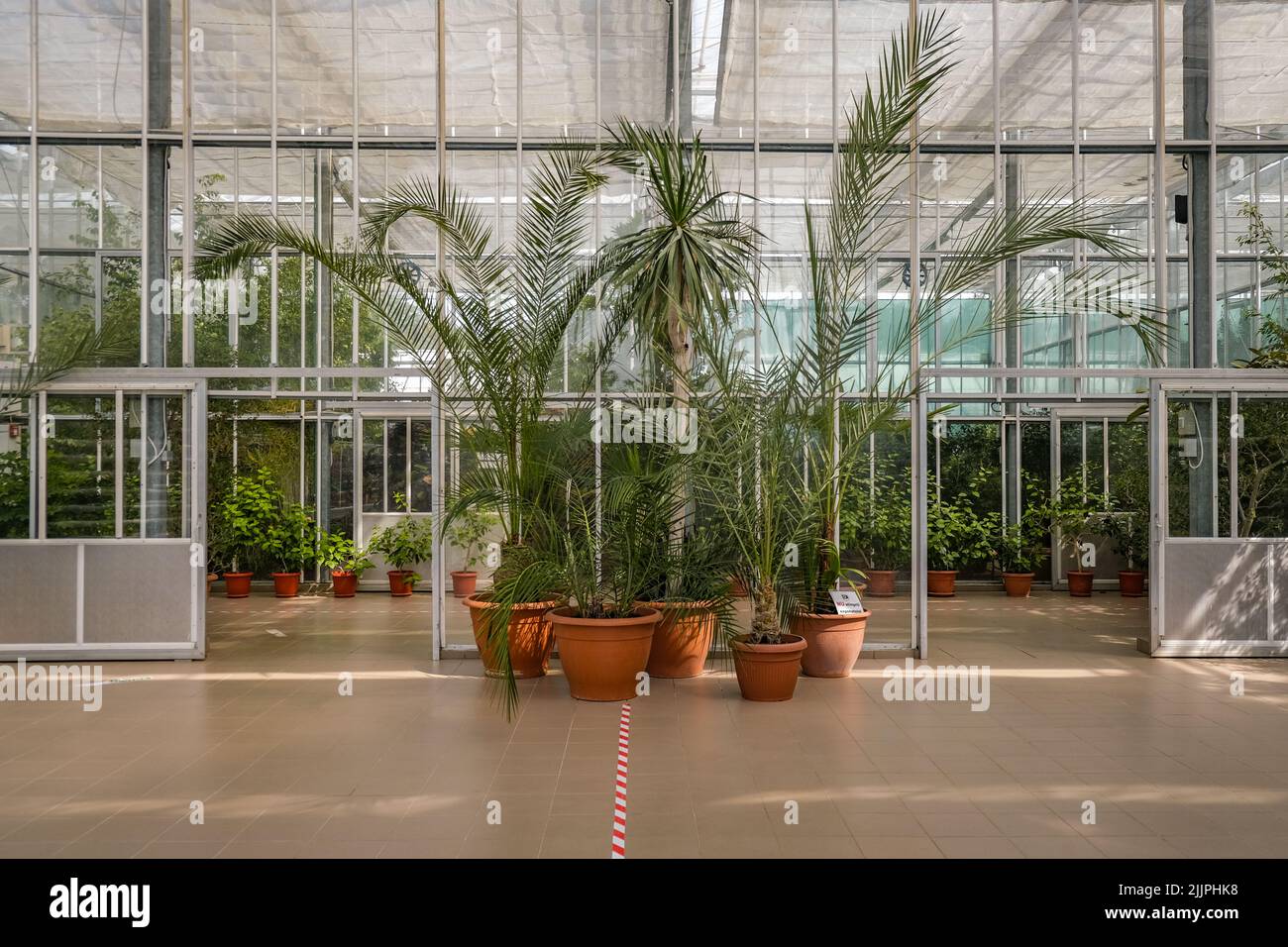 A beautiful view of small cycas  plants in an indoor botanical garden of Iasi Stock Photo