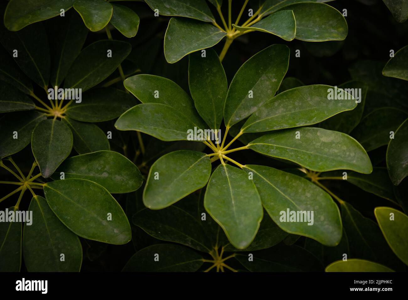 A closeup of the beautiful green foliage of a dwarf umbrella also known as Schefflera Arboricola Stock Photo