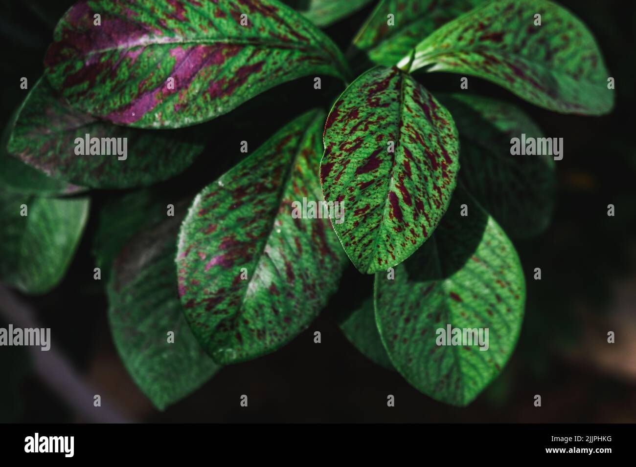 A closeup of a beautiful plant leaves with purple spots Stock Photo Alamy