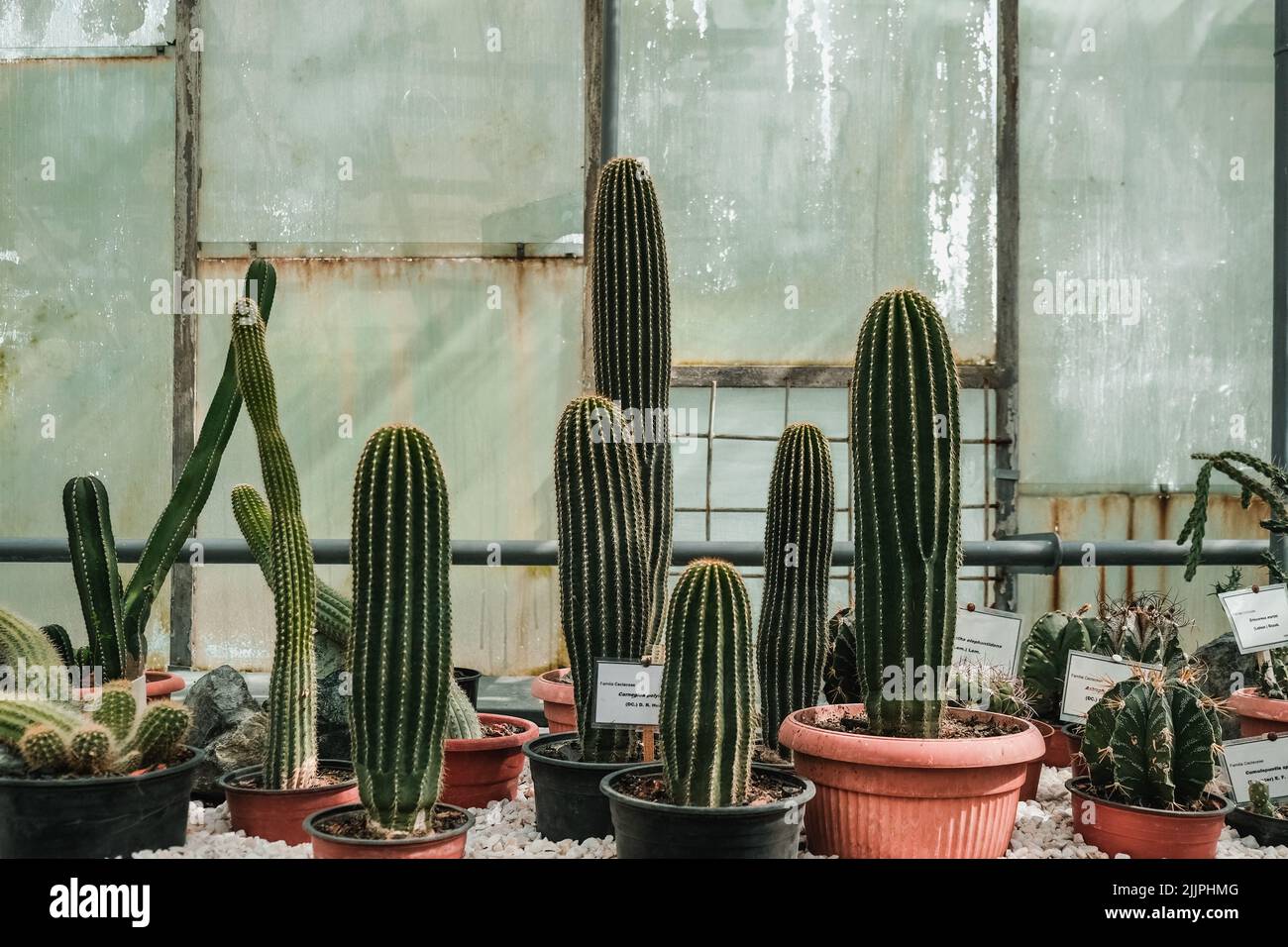 A closeup of cacti in pots against the windows. Botanical Garden of Iasi, Romania. Stock Photo