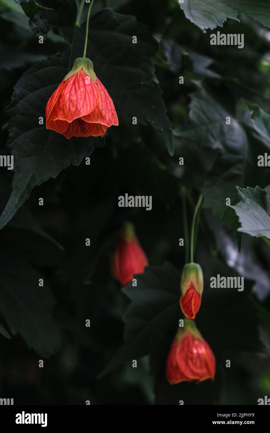 A vertical closeup of Abutilon pictum flowers. Botanical Garden of Iasi, Romania. Stock Photo
